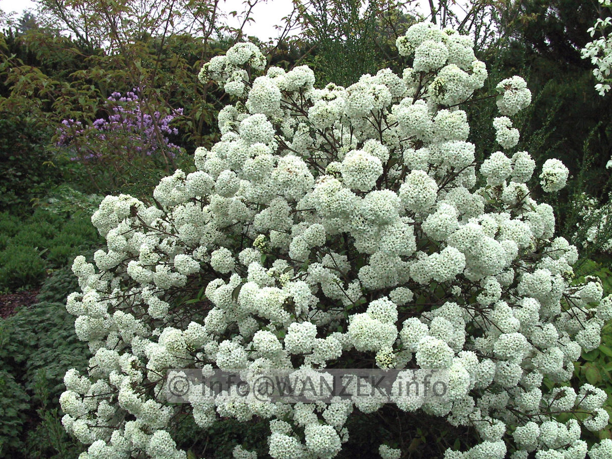 Viburnum Hybride Eskimo 05.JPG